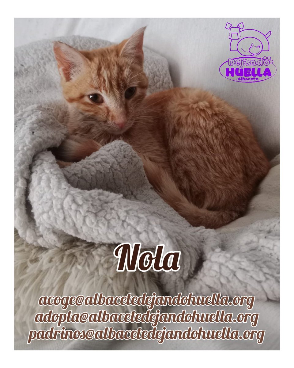 Dejando Huella Albacete tweet media