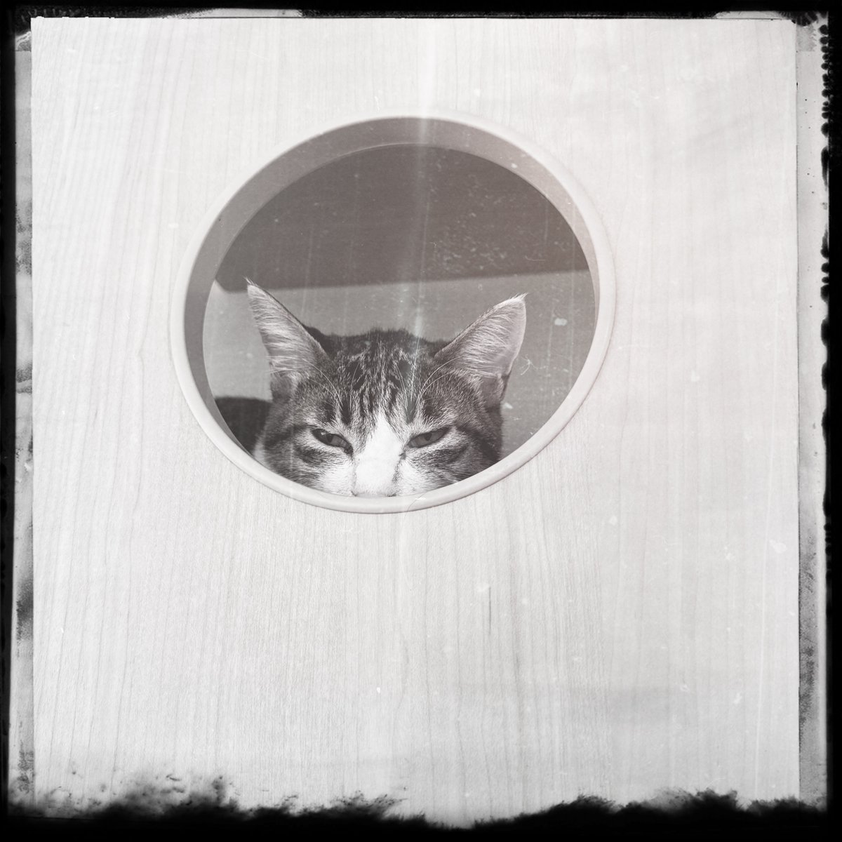 obi_wan_eclipse's tweet image. #Hipstamatic #StephenF76 #Stranger #猫式 #猫 #cat #ShotoniPhone #ねこ #保護猫 #猫カフェ