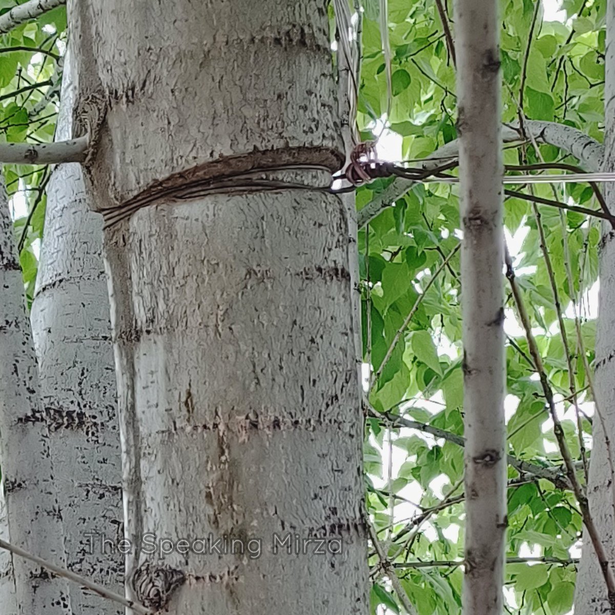 speakingmirza's tweet image. Cutting of chinar or the mulberry trees shouldn't be the only focal point, many such trees are being strangled in silence. Our ignorance is slowly suffocated them to death. The concerned department should start inspection drive #kashmir #nature