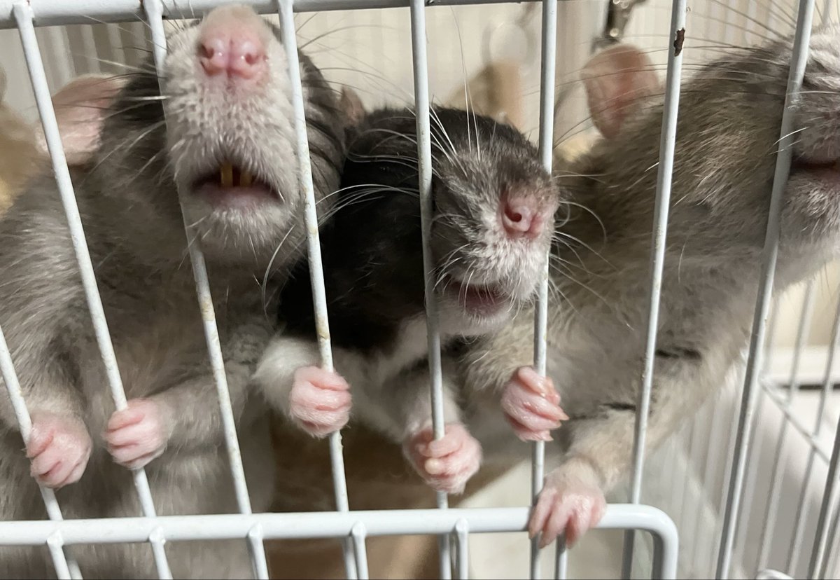 ラットのおうちran run Rat 横浜中華街 tweet media