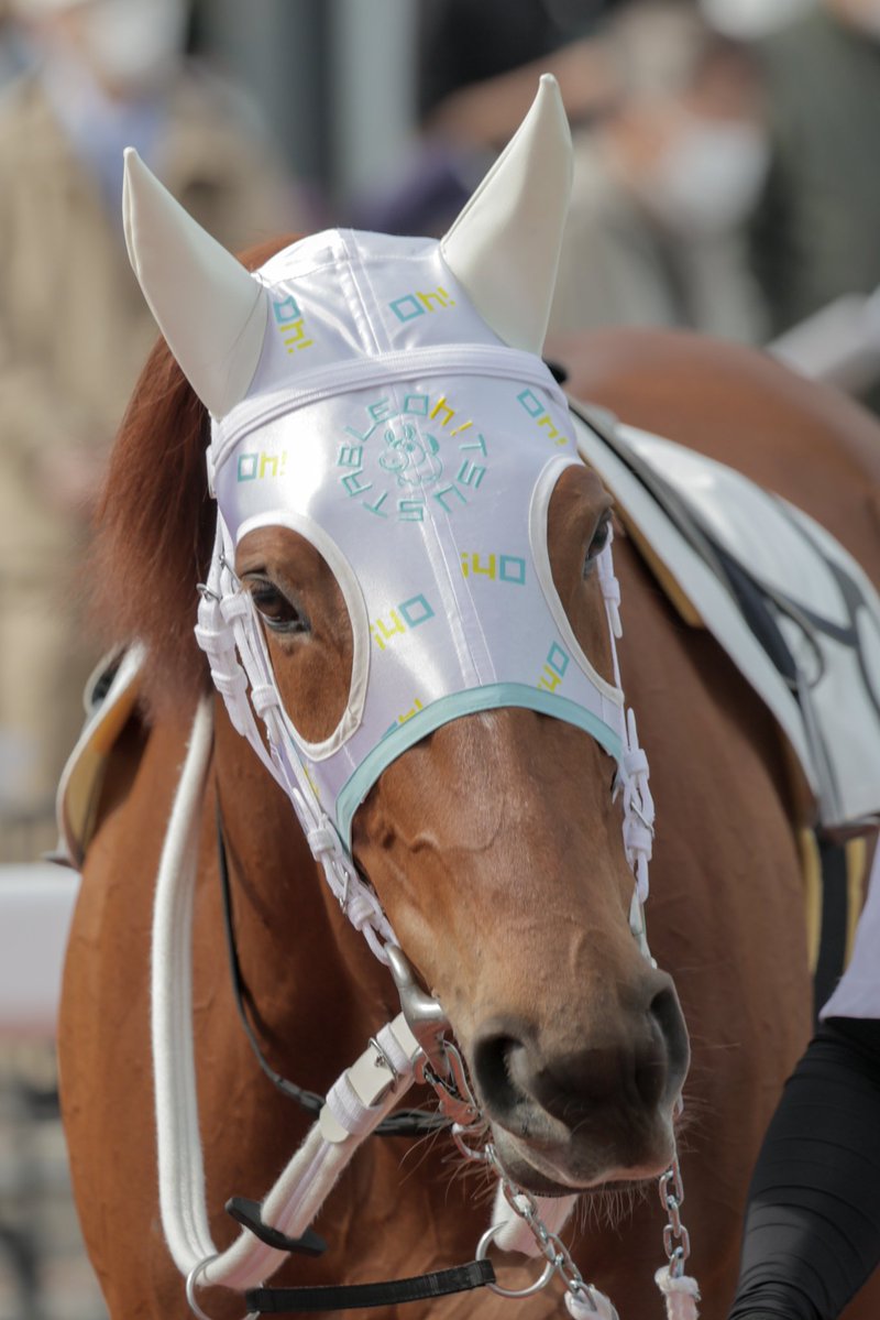 ちゃぼ tweet media