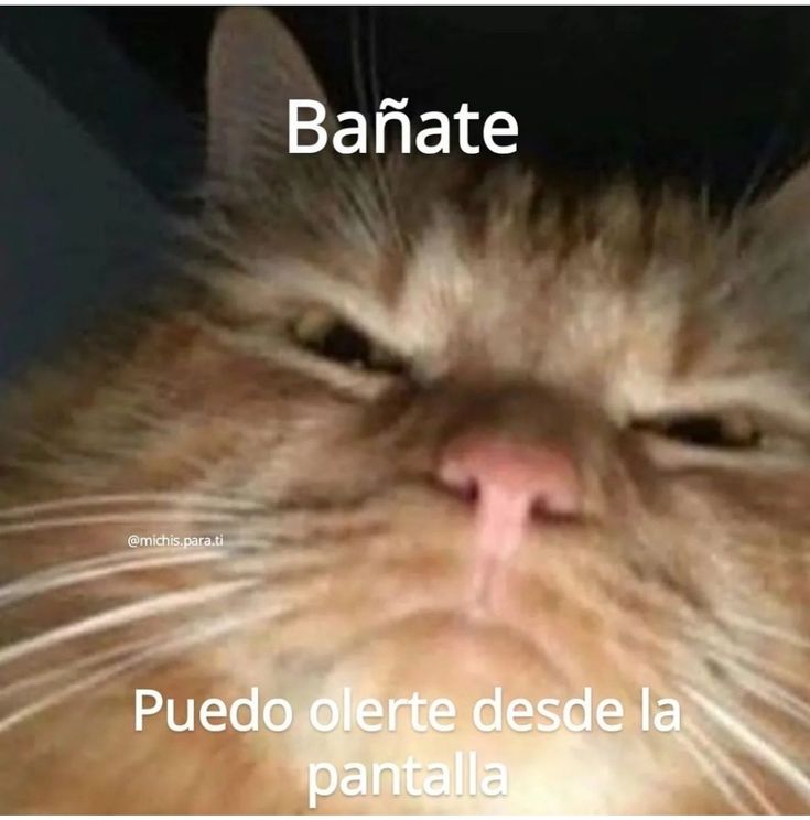 CheemsLibertario 🐕🐍✊ tweet media