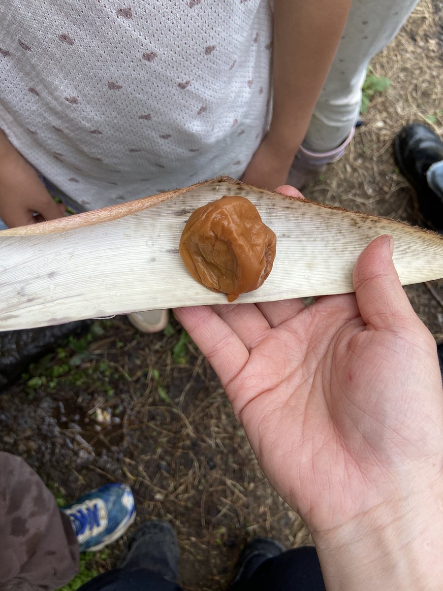 きびと月の畑 tweet media