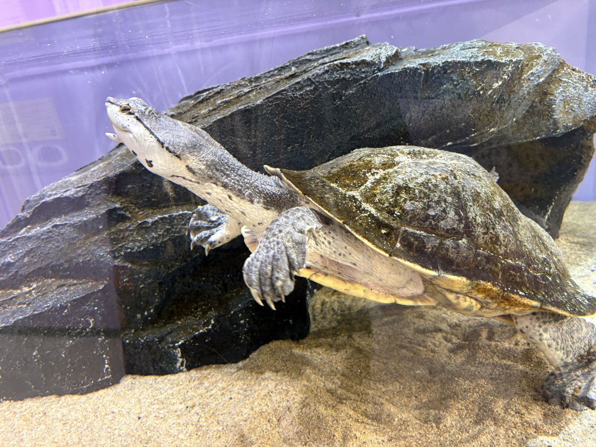 itousagi_v's tweet photo. 残念な生き物展(匂わせ)withりつか https://t.co/ixUGl6BcJn