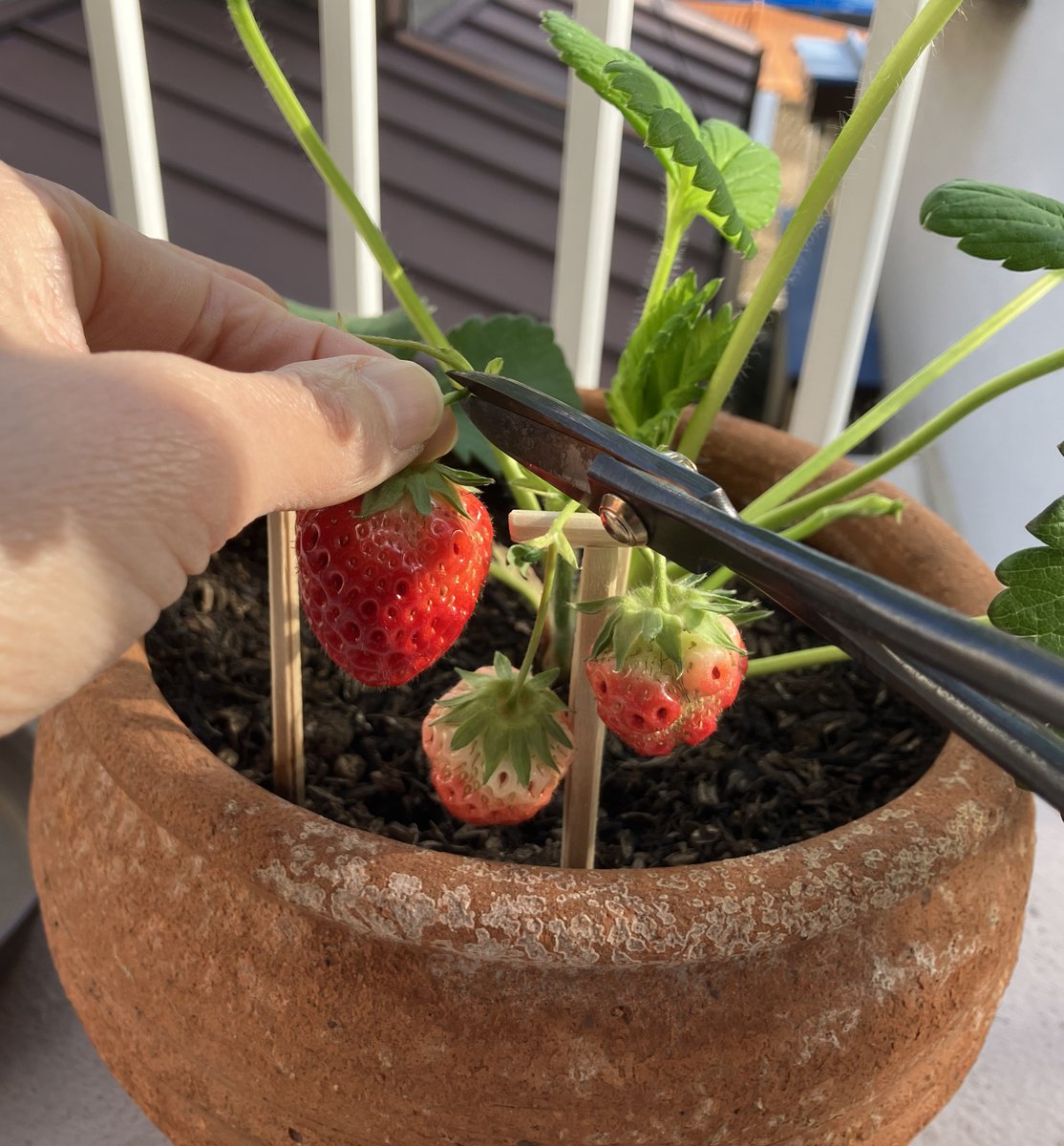 萱原里砂 tweet media