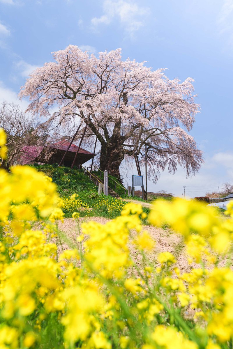 ito_san00's tweet image. 青空に映える、上石の不動桜

#tokyocameraclub #東京カメラ部 #SonyAlpha