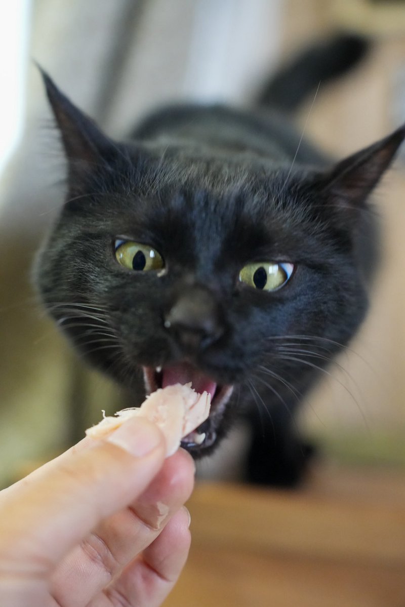 oreo_blackcat's tweet image. 蒸しささみ美味しいね〜
#猫 #黒猫 #blackcat