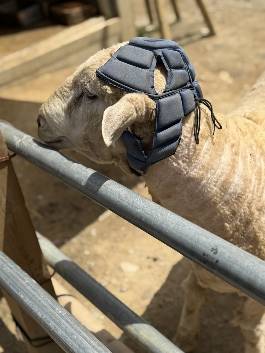 wombat_yu tweet media