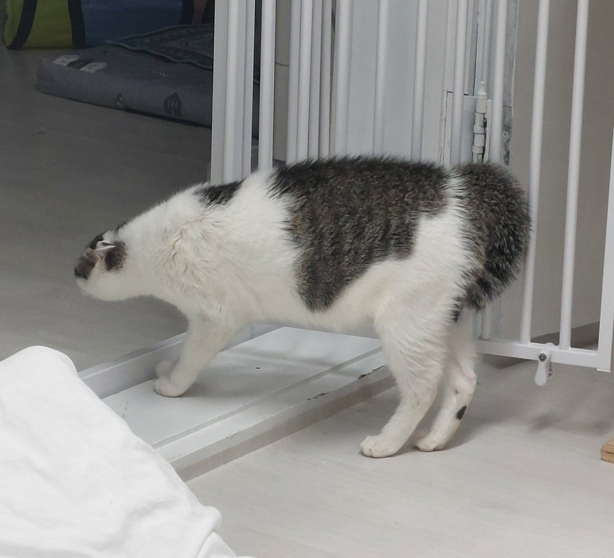 충격!! 속보!!! 외계 생명체 등장!!!!