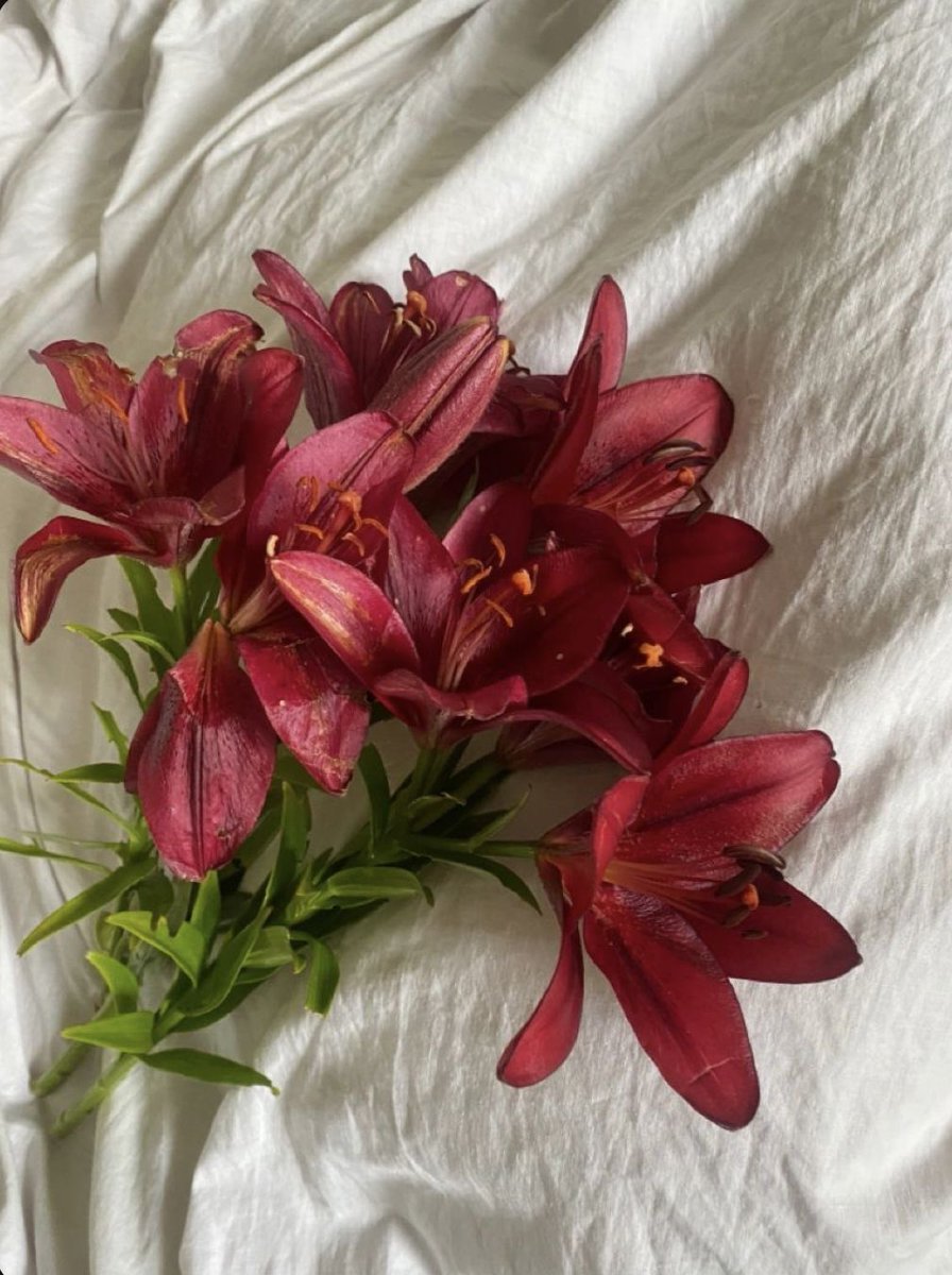 Soft Petals tweet media