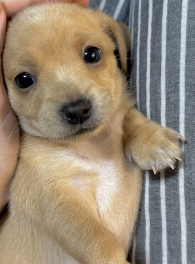 Best in Dogs tweet media