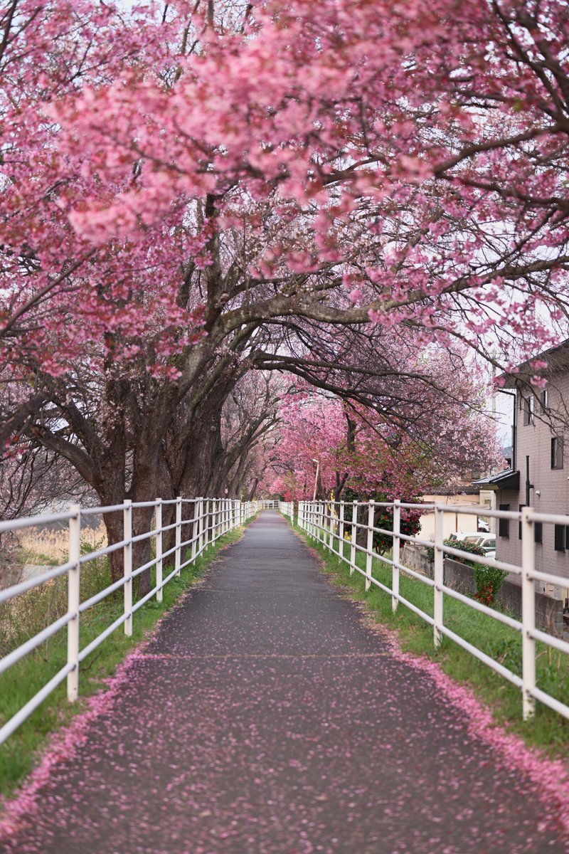 kotsunei's tweet image. 春の色はピンクだ！  

📷：Nikon Z8 + Nikkor z 24-70mm f/2.8 S II, z 24-120mm f/4 S, z 50mm f/1.8 S 

 #photograph #私とニコンで見た世界 #nikon #ニコン #nikoncreators #東京カメラ部 #写真好きな人と繋がりたい #桜 #桜満開 #さくら