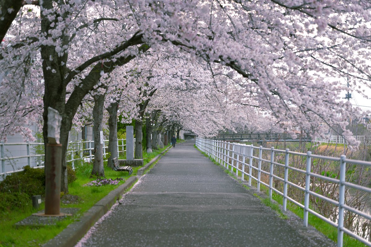 kotsunei's tweet image. 春の色はピンクだ！  

📷：Nikon Z8 + Nikkor z 24-70mm f/2.8 S II, z 24-120mm f/4 S, z 50mm f/1.8 S 

 #photograph #私とニコンで見た世界 #nikon #ニコン #nikoncreators #東京カメラ部 #写真好きな人と繋がりたい #桜 #桜満開 #さくら