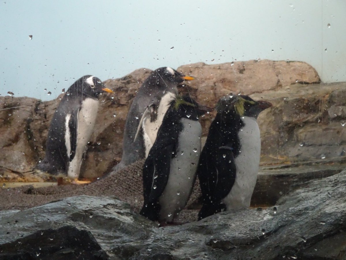 シン•機動戦士アライダーさんV3 tweet media