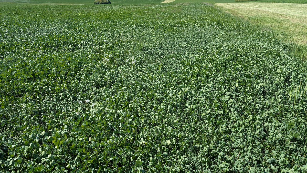 Gregario tweet media