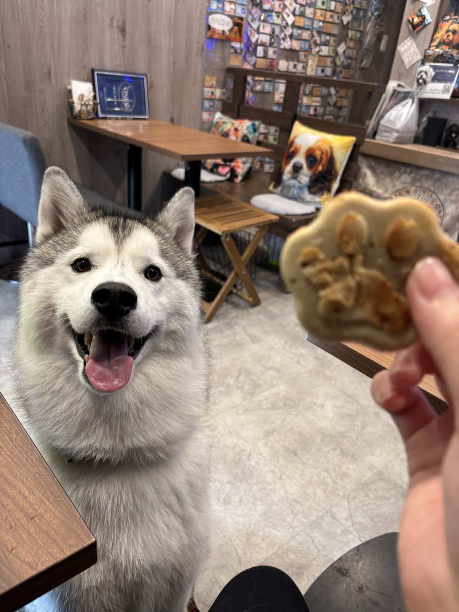 ガブちゃん tweet media