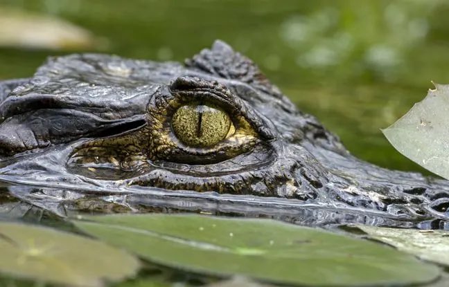 💥🐊 Roubaix : Un suspect arrêté dans l’affaire du caïman du canal de Roubaix. Tout part d'un commentaire sur les réseaux sociaux. Une femme a désigné quelqu’un comme propriétaire du caïman. L'accusé n’a pas apprécié et s’en est pris violemment au conjoint en représailles.