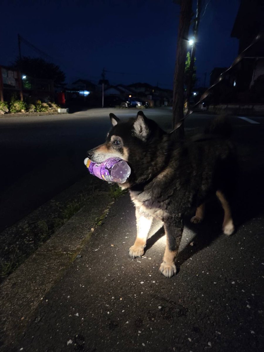 OmXxzu's tweet photo. #迷子犬 #三重県鈴鹿市 #拡散希望

18時~19時頃1匹で道路を走っていたため捕獲しました。
黒の柴犬？で黒の首輪をはめています
人懐っこくおやつにがっつく様子もないため逃げてきたばかりかと思われます。
警察に引渡し済みです。
心当たりのある方は警察又は保健所まで確認をお願いいたします。 https://t.co/qRlNGqfvLm