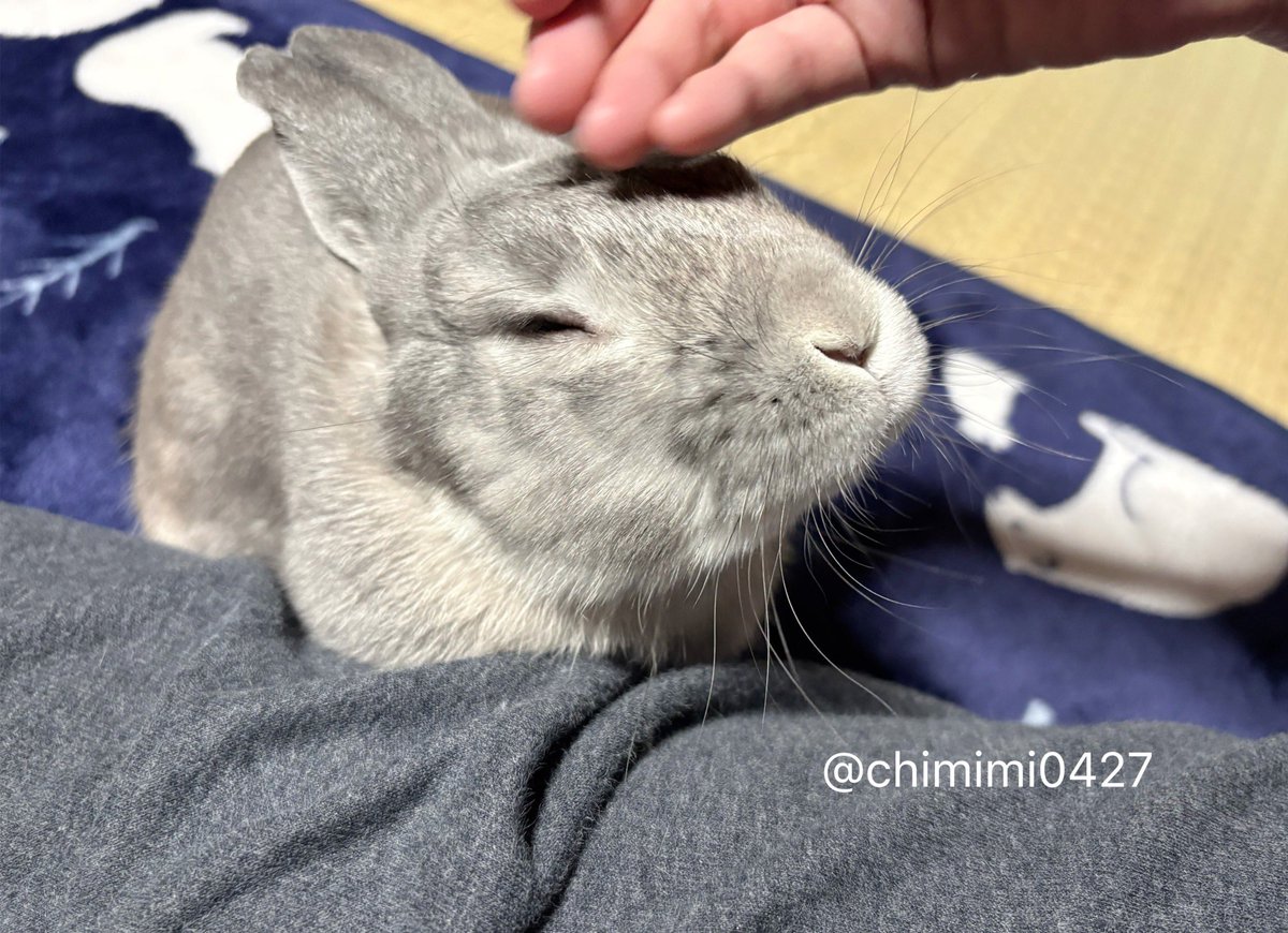 うさぎのちみ🐰🥬 tweet media