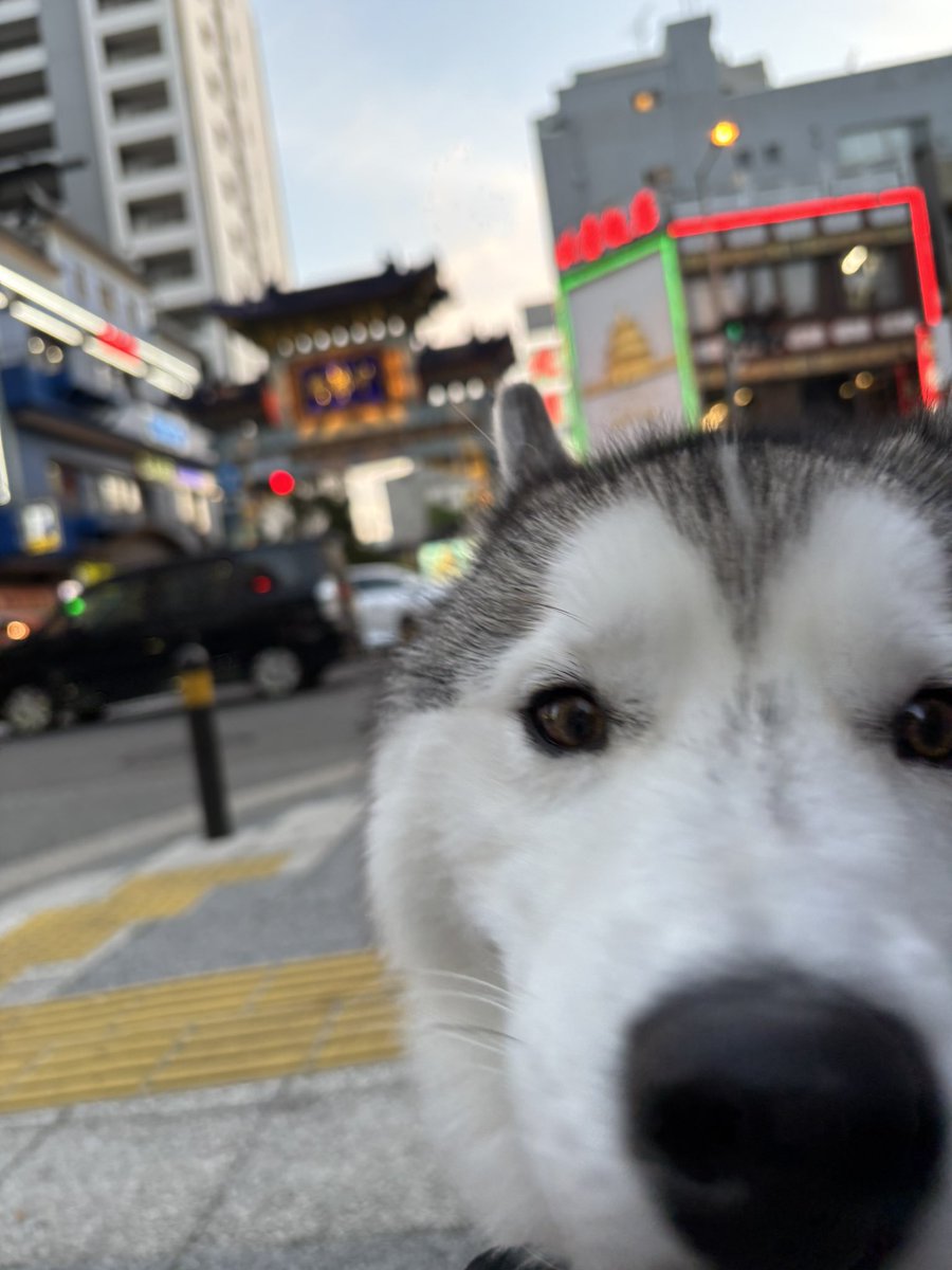 ガブちゃん tweet media