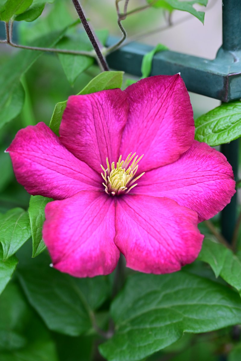 PAPUA_PHOTO's tweet photo. クレマチス
クレマチスの花言葉：「精神の美」「旅人の喜び」

#TLを花でいっぱいにしよう
#写真好きな人と繋がりたい https://t.co/rXnX057yvr