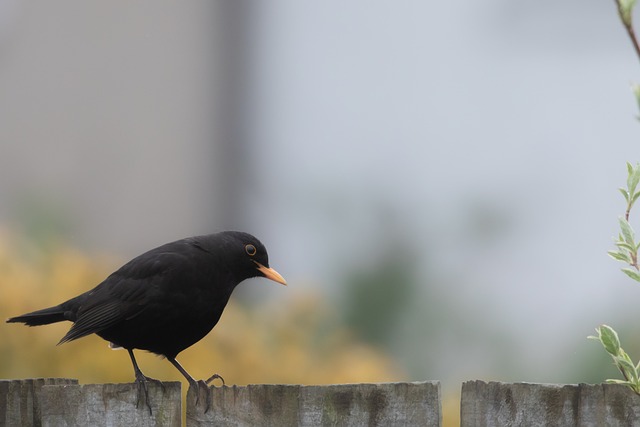 Marion Kelley tweet media