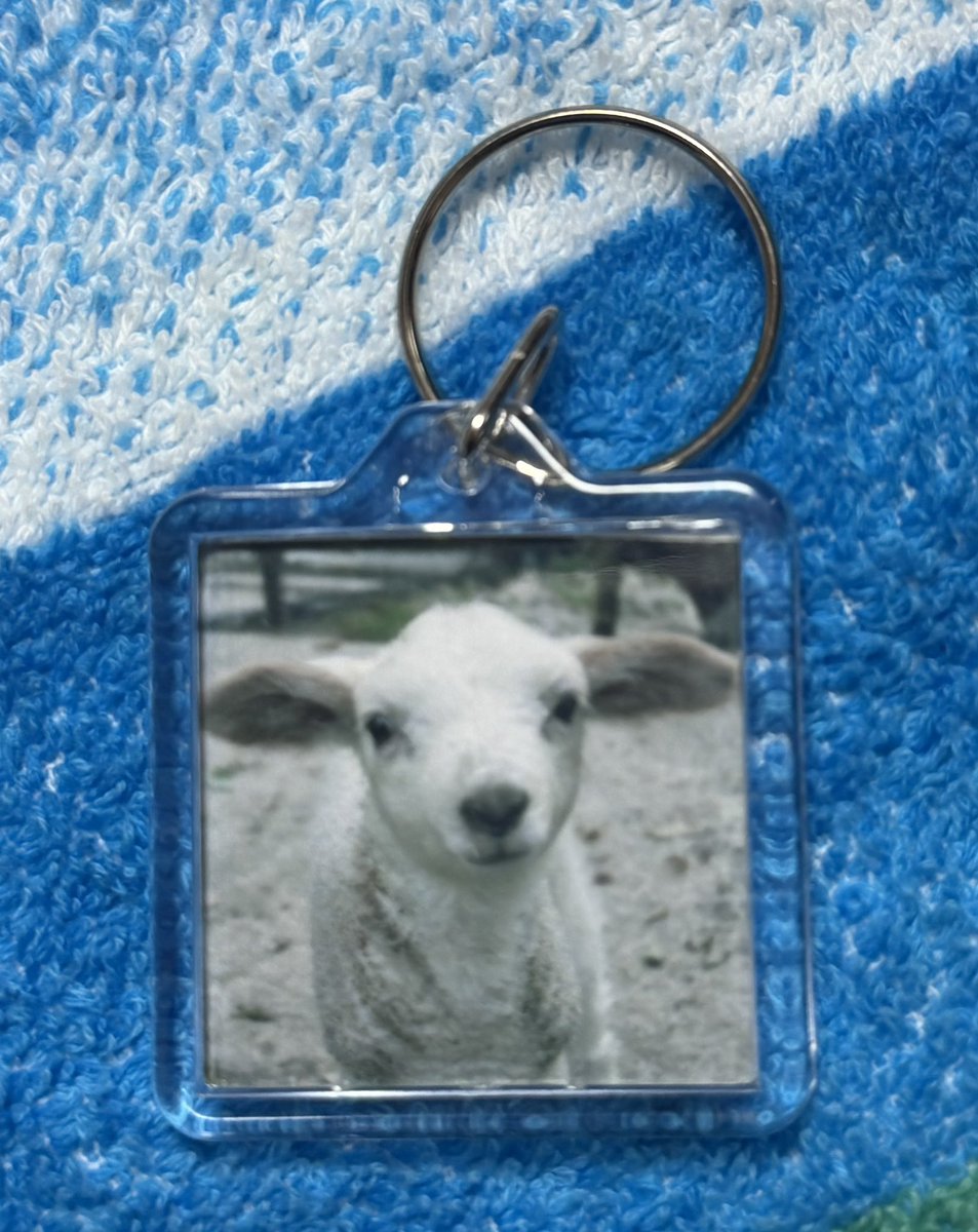 wombat_yu tweet media