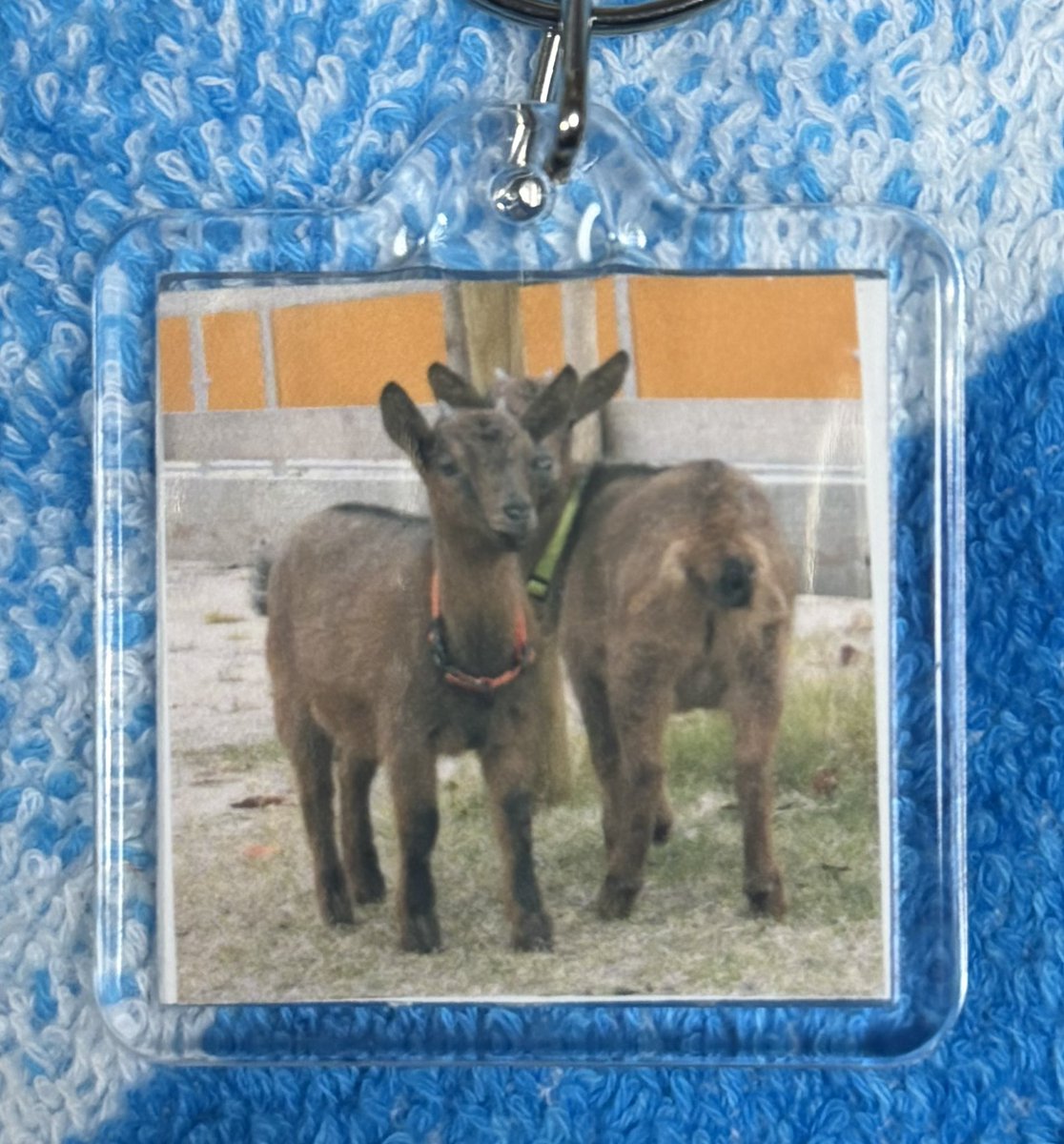 wombat_yu tweet media