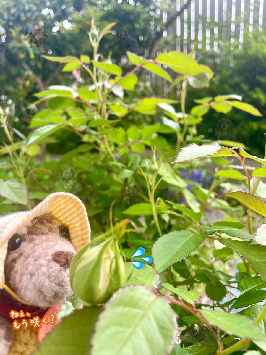 ビスコ🌈永遠の18歳Kﾀﾞｯｸｽ(๑´ω`๑) tweet media