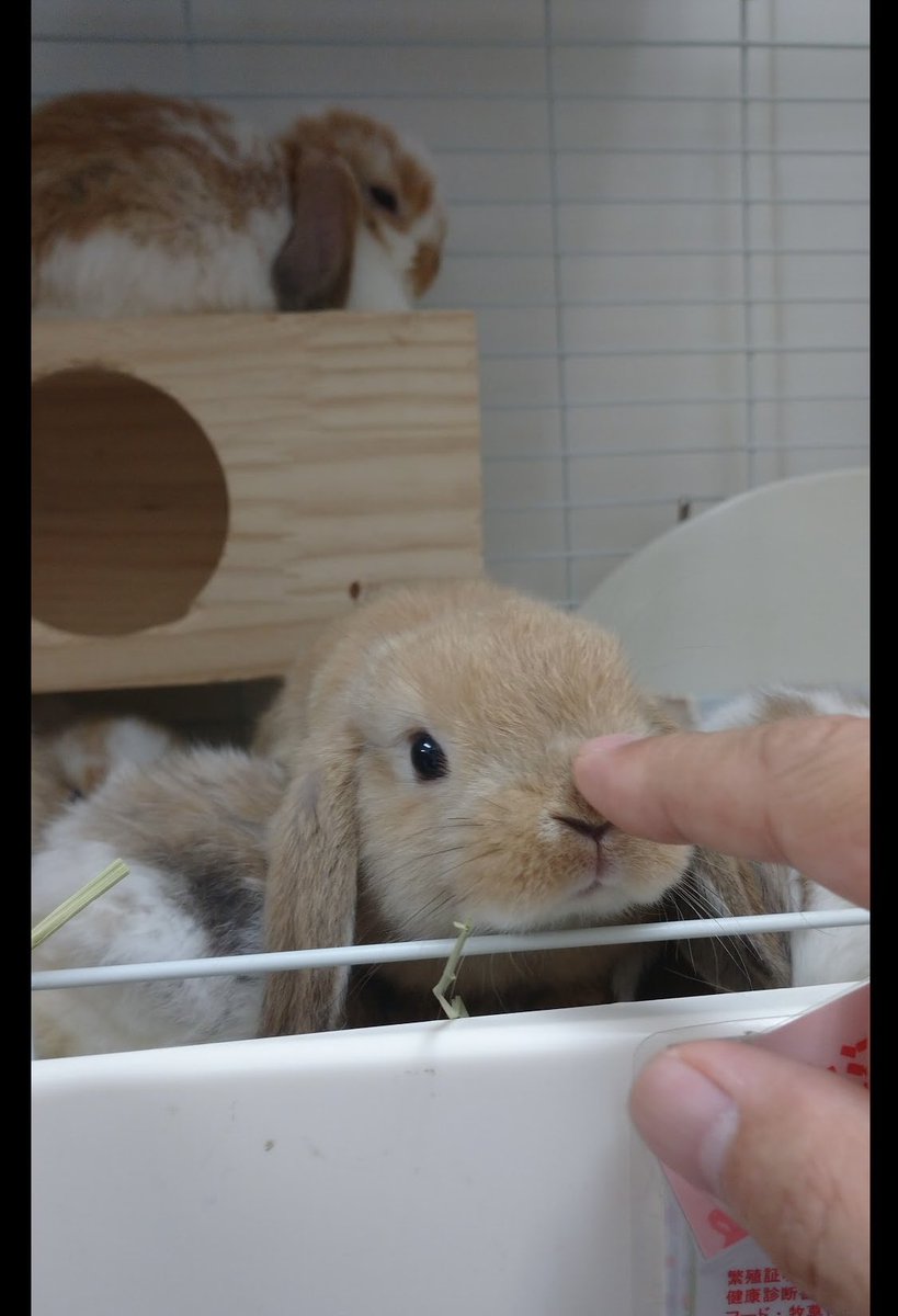 mauchan265's tweet photo. レミさん6歳になりました！
おめでとう🎉
これからも元気でいてね🐇
#うさぎ
#レミのまいにち https://t.co/sxAAjZxXkj