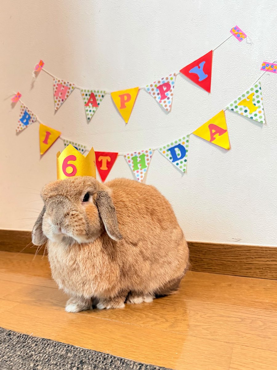mauchan265's tweet photo. レミさん6歳になりました！
おめでとう🎉
これからも元気でいてね🐇
#うさぎ
#レミのまいにち https://t.co/sxAAjZxXkj