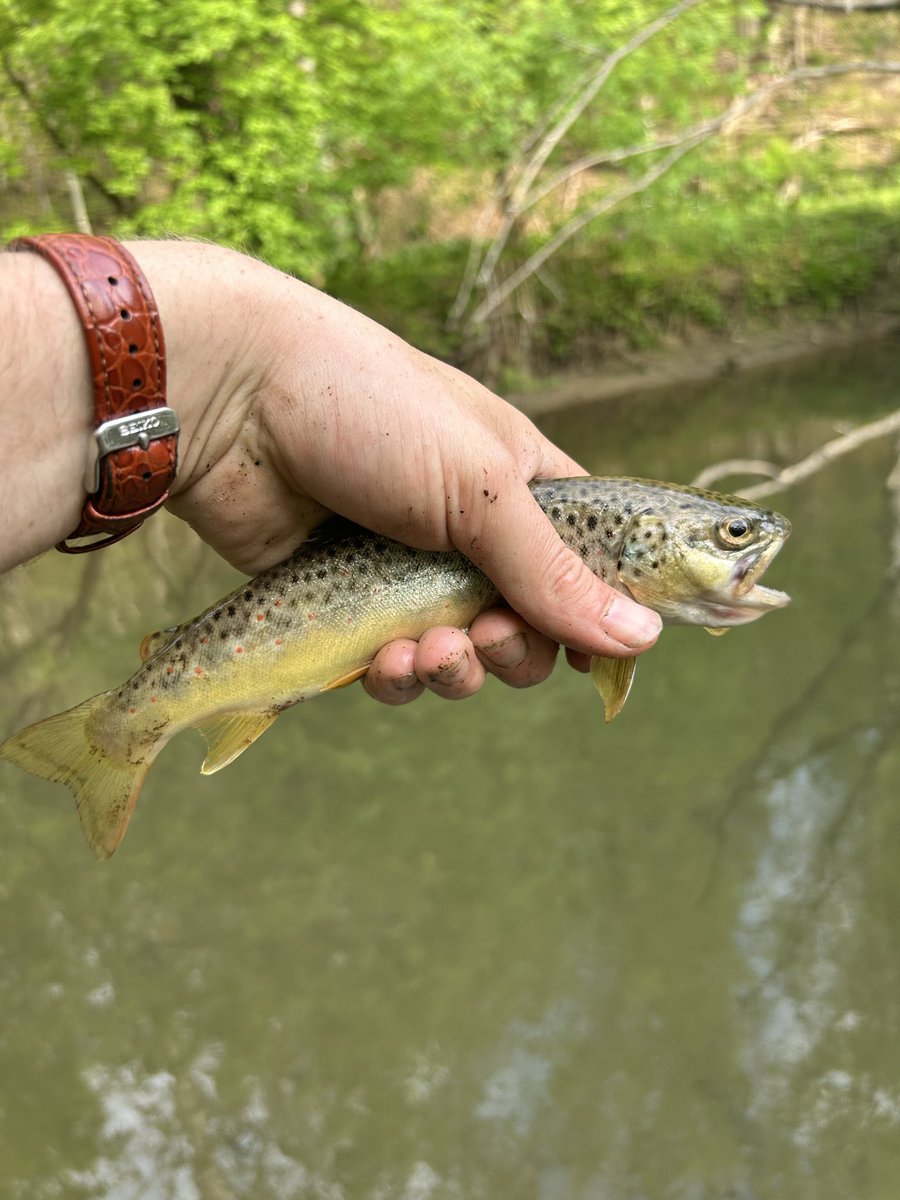 hendy_connor's tweet photo. Pretty fish https://t.co/JpyDt8bJyZ