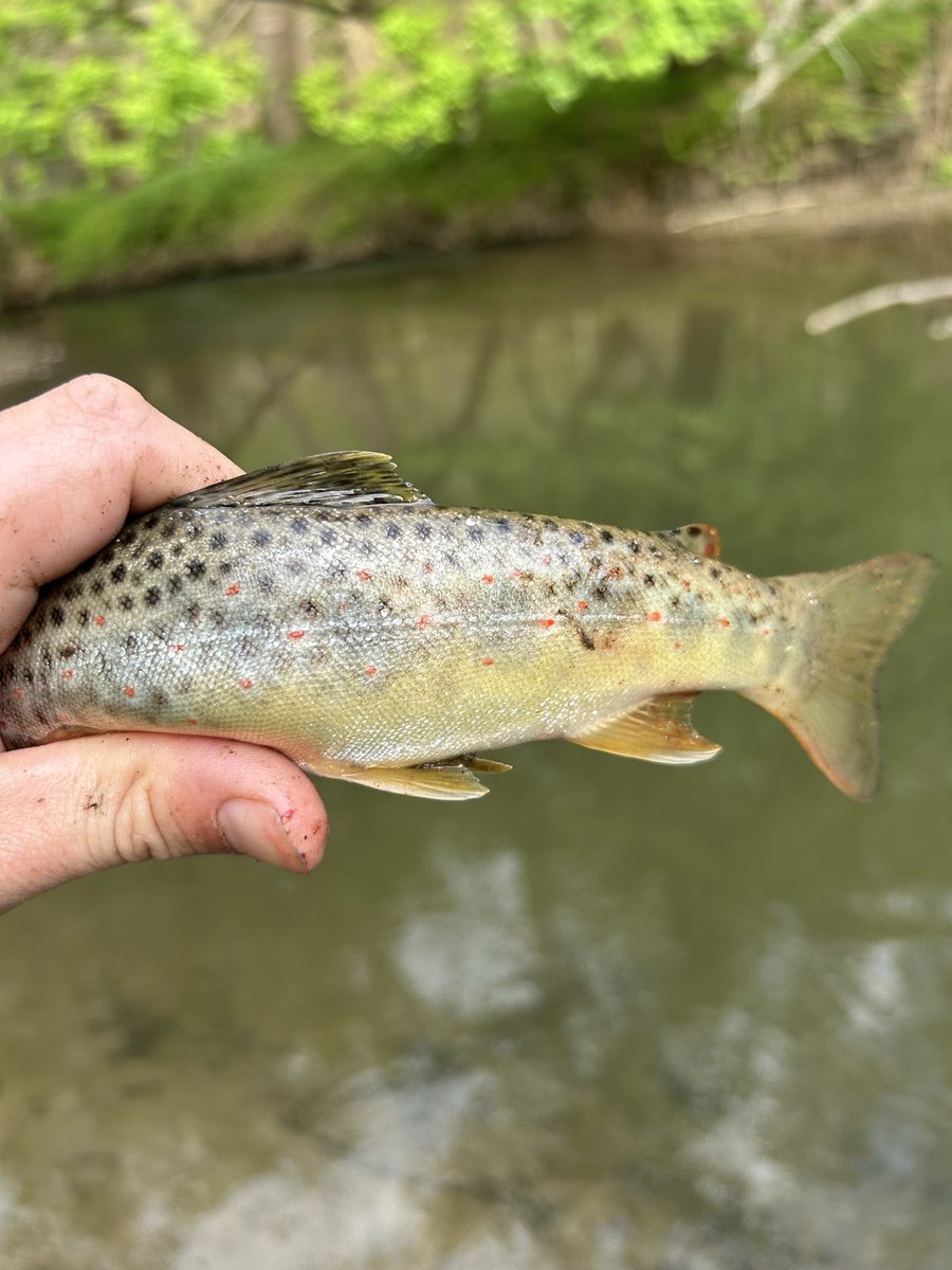 hendy_connor's tweet photo. Pretty fish https://t.co/JpyDt8bJyZ