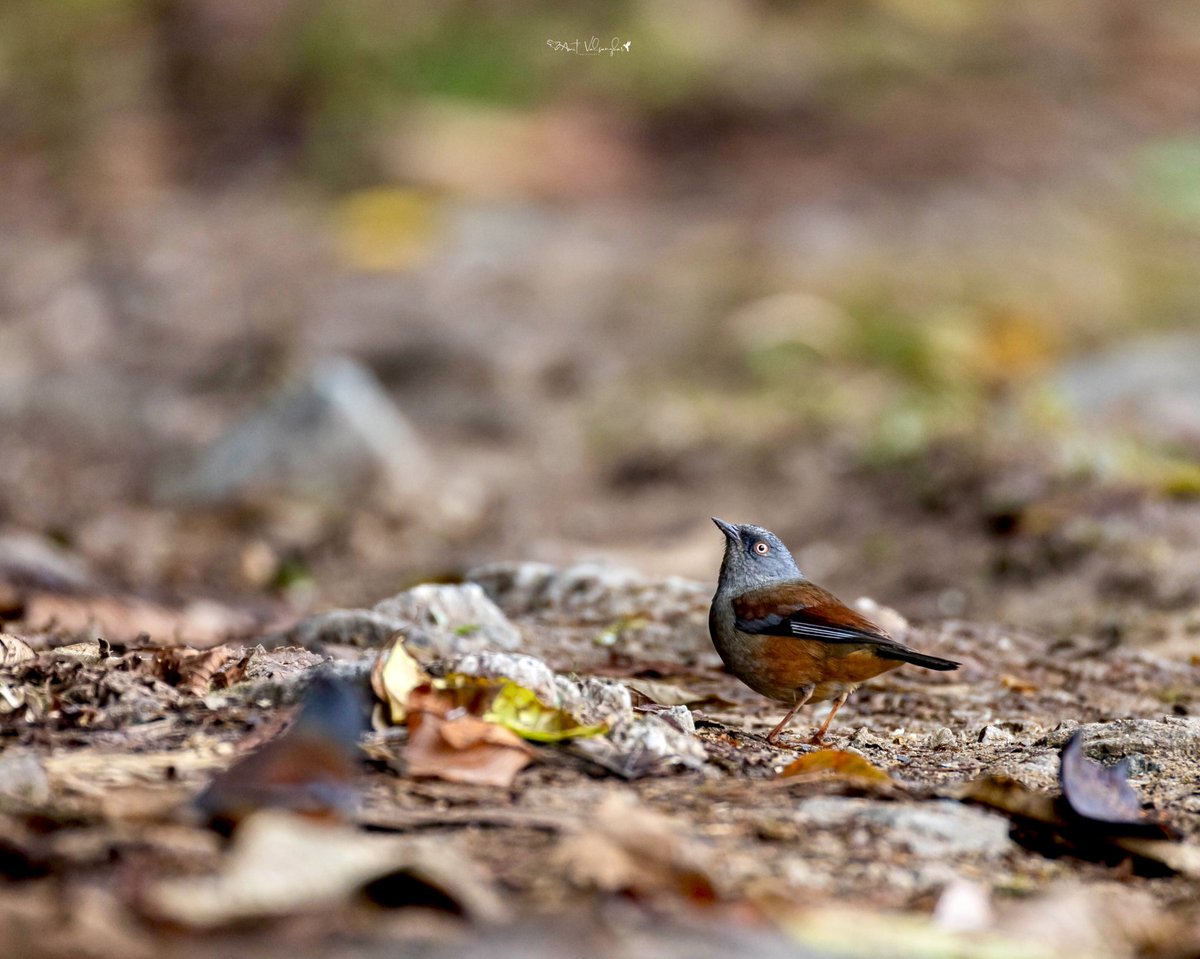 amit_valsangkar's tweet image. Maroon backed Accentor #Colors #IndiAves #ThePhotoHour #birdphotography #BBCWildlifePOTD #NaturePhotography #birds @NatureIn_Focus @NatGeoIndia @NatureattheBest @SonyBBCEarth @WildlifeMag @WeNaturalists #BirdsSeenIn2026 #canon #BirdsOfTwitter @Canon_India  @NatGeoAnimals #maroon