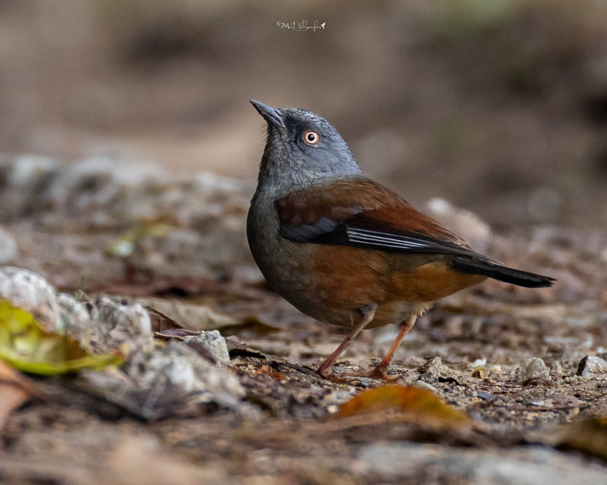 amit_valsangkar's tweet image. Maroon backed Accentor #Colors #IndiAves #ThePhotoHour #birdphotography #BBCWildlifePOTD #NaturePhotography #birds @NatureIn_Focus @NatGeoIndia @NatureattheBest @SonyBBCEarth @WildlifeMag @WeNaturalists #BirdsSeenIn2026 #canon #BirdsOfTwitter @Canon_India  @NatGeoAnimals #maroon
