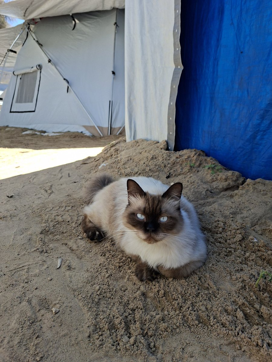 MustafaAmeen30's tweet photo. Misho is still alive in Gaza https://t.co/plH6vDmSxh