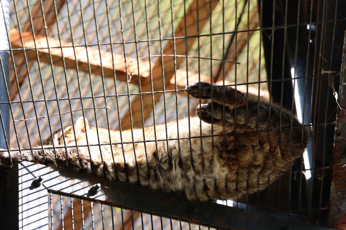 いむにゃん tweet media