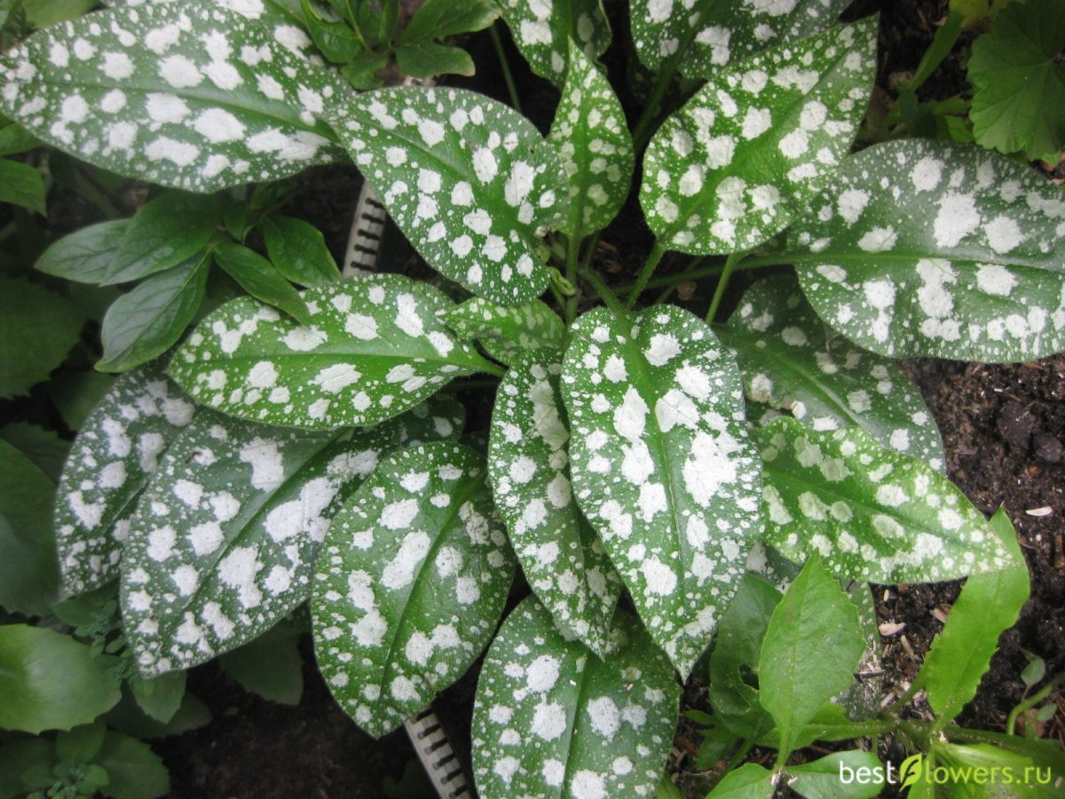 Ботаничка tweet media