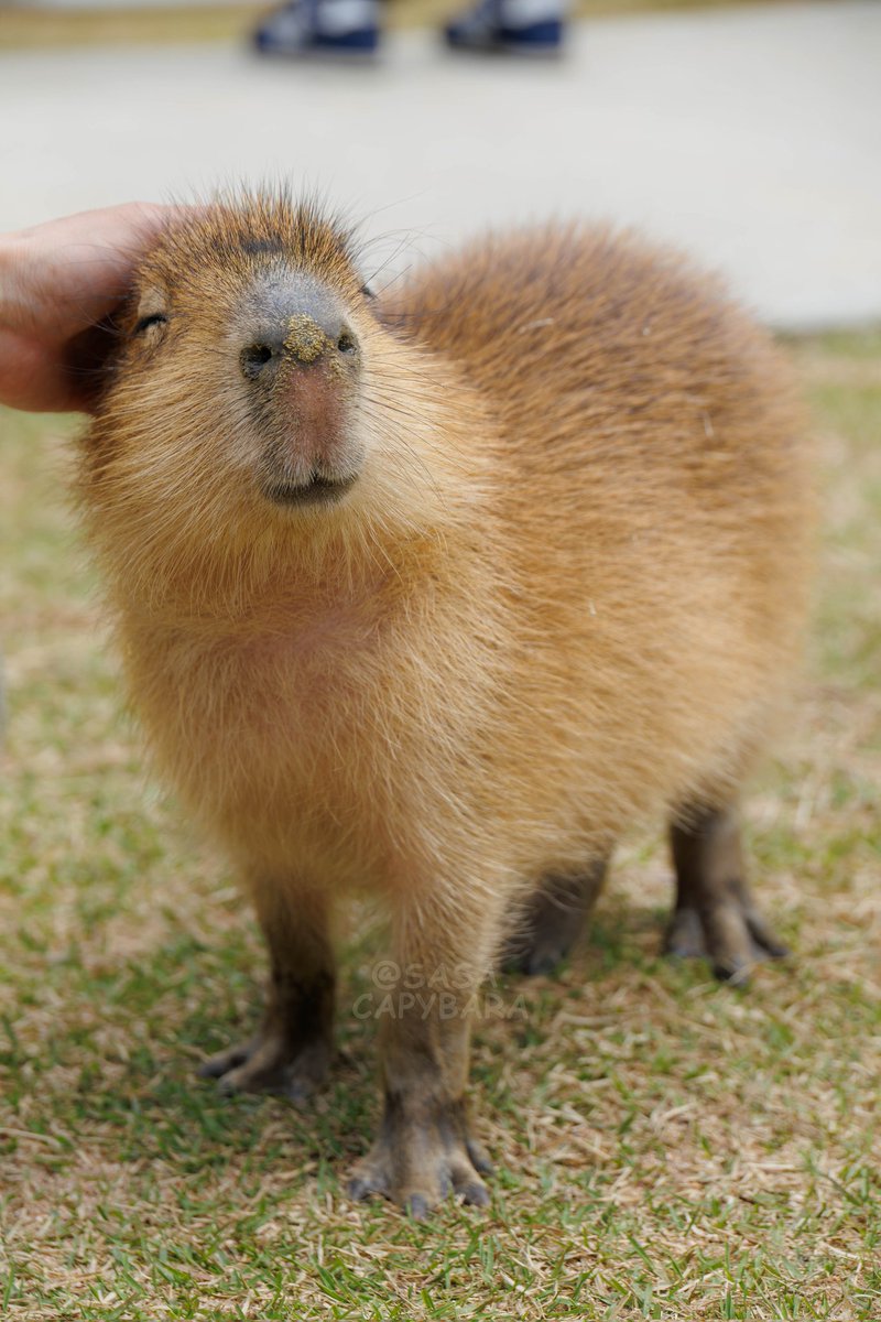 ささ @sasa.capybara tweet media