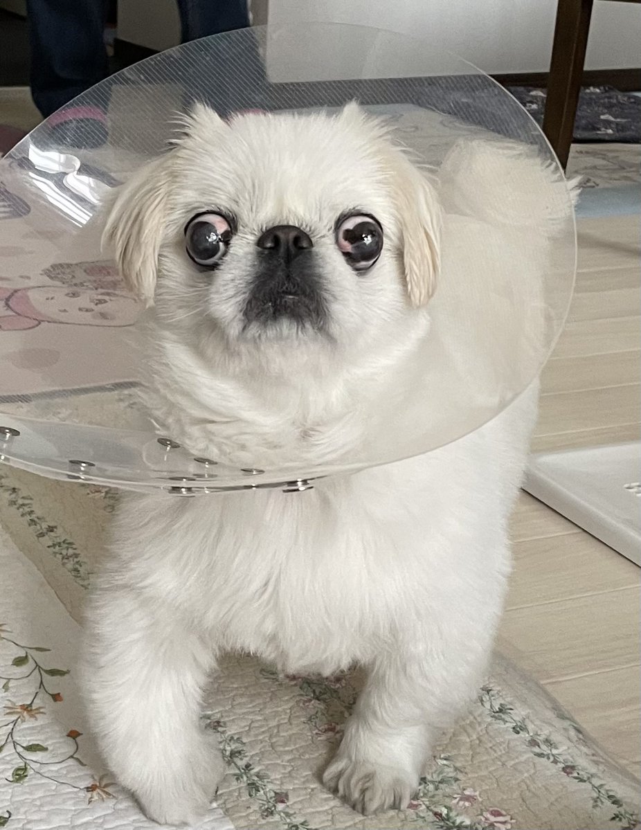 みゆ吉˙ᵕ˙ペキニーズ🧡 tweet media