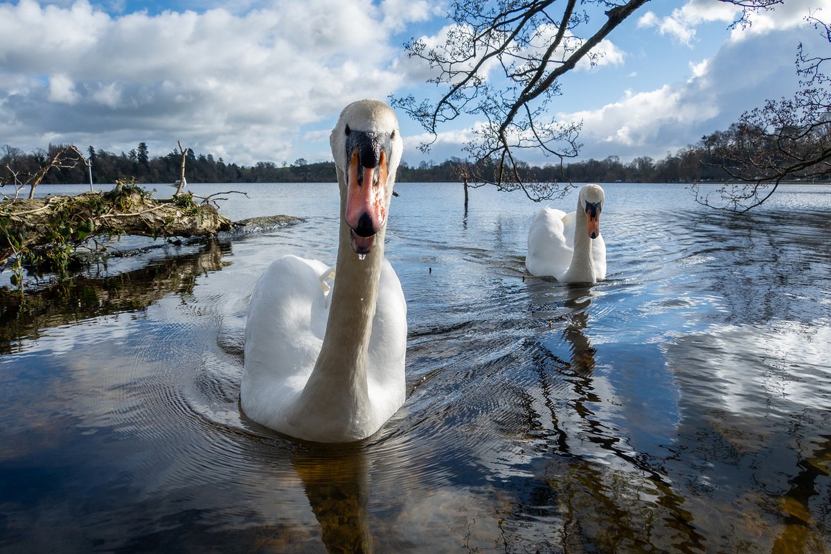 EllesmerePhoto's tweet photo. #475, Cruising, Ellesmere, 16/02/2026

On a mission for a good hiss.

#photography #ellesmere #swan #shropshire https://t.co/ipRYksdcAv
