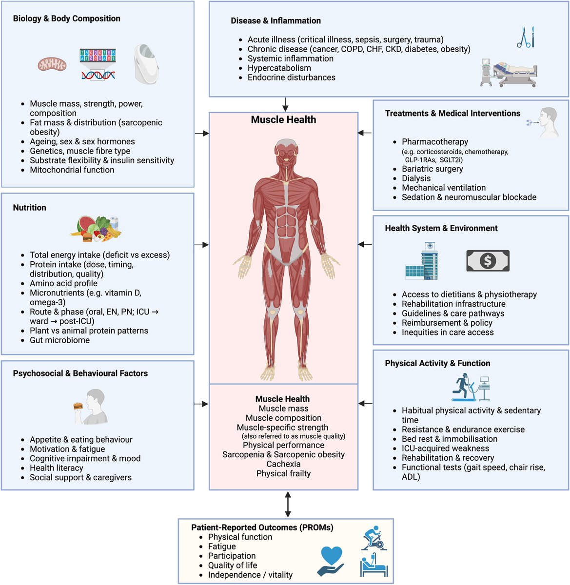 Shaping the future of muscle health: A clinical nutrition perspective and research agenda

clinicalnutritionjournal.com/article/S0261-…