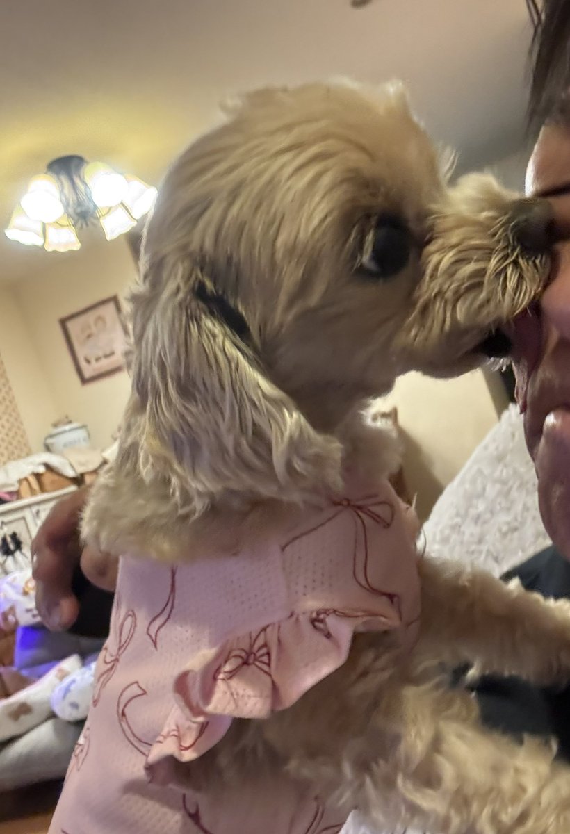 マルプー小豆（あずき）🫘の成長日記🐶 tweet media