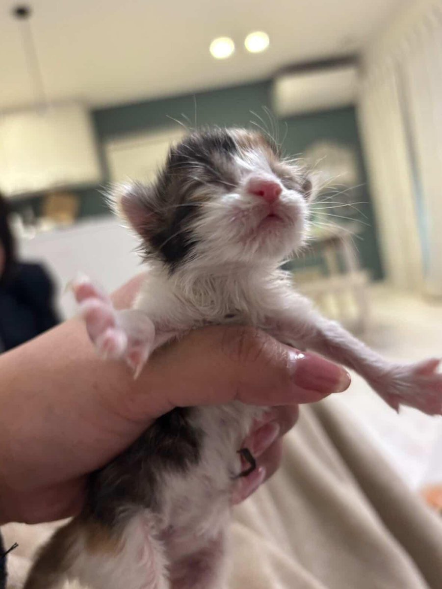 シン・ヴァルト(エキゾチック・ファミリア) tweet media