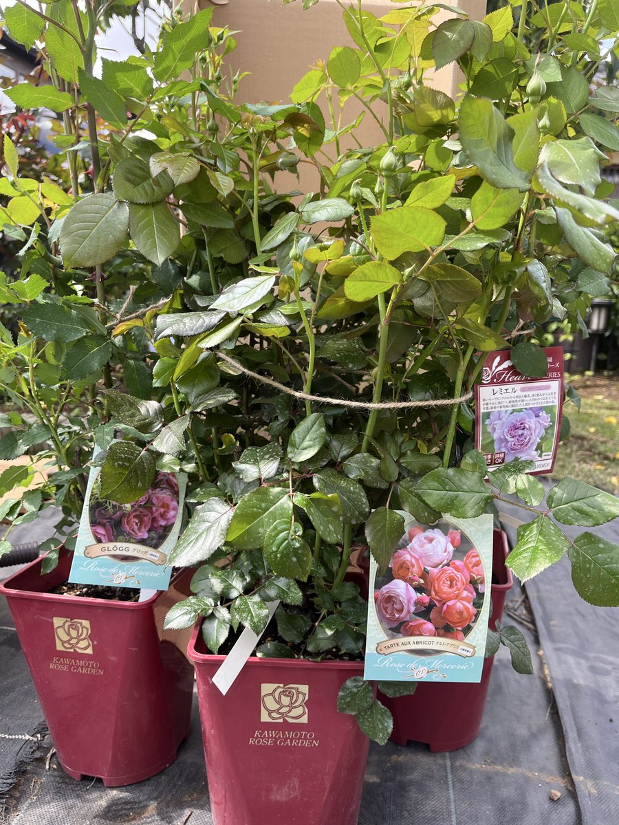 ゆきんこちゃん tweet media