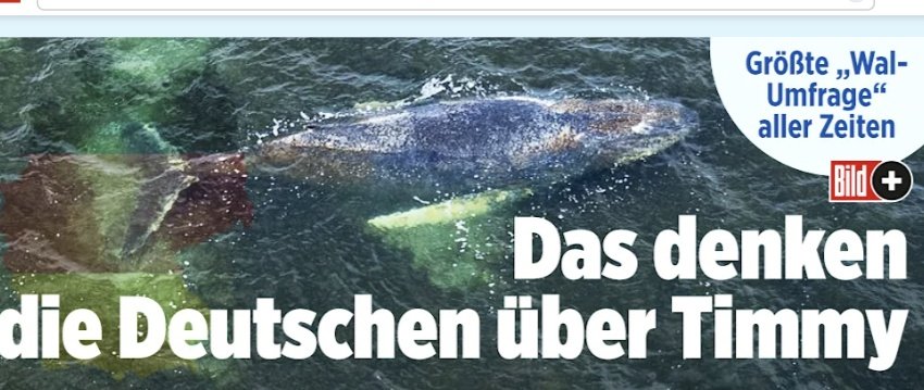 Gr@ntlɘr 🥨🍺 tweet media