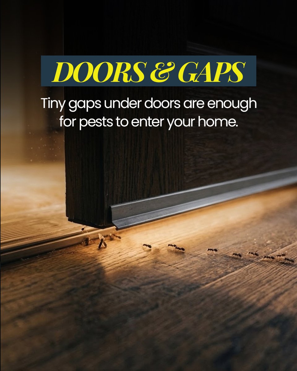 owlpestcontrol's tweet image. From tiny gaps under doors to open drains, pipes, windows, and vents, your home may have hidden entry points you never notice. These small openings can quickly lead to large infestations. 

🌐 owlpestcontrol.ie

#pestcontrol #owlpestcontrol #homeprotection #pestprevention