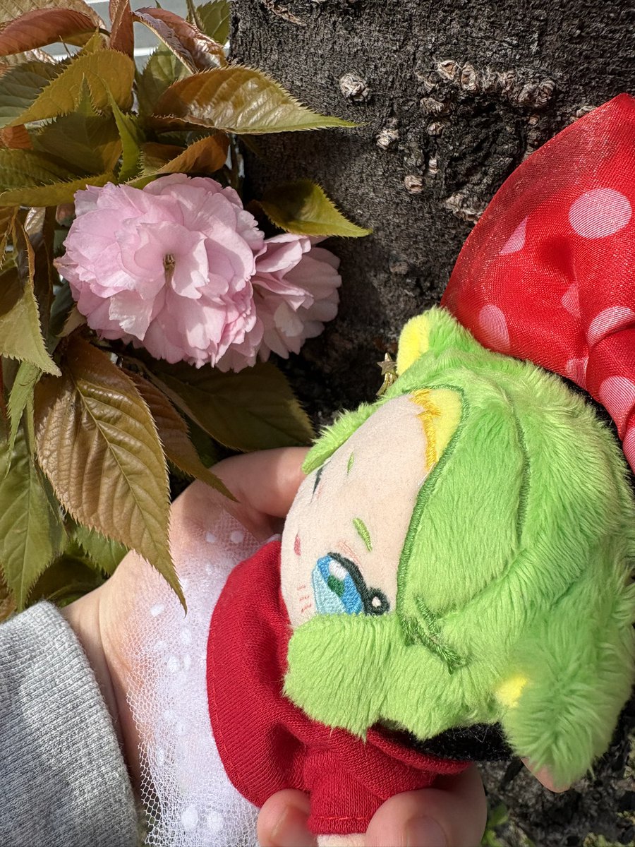 しらたま (@shiratamrmr) / Posts / X