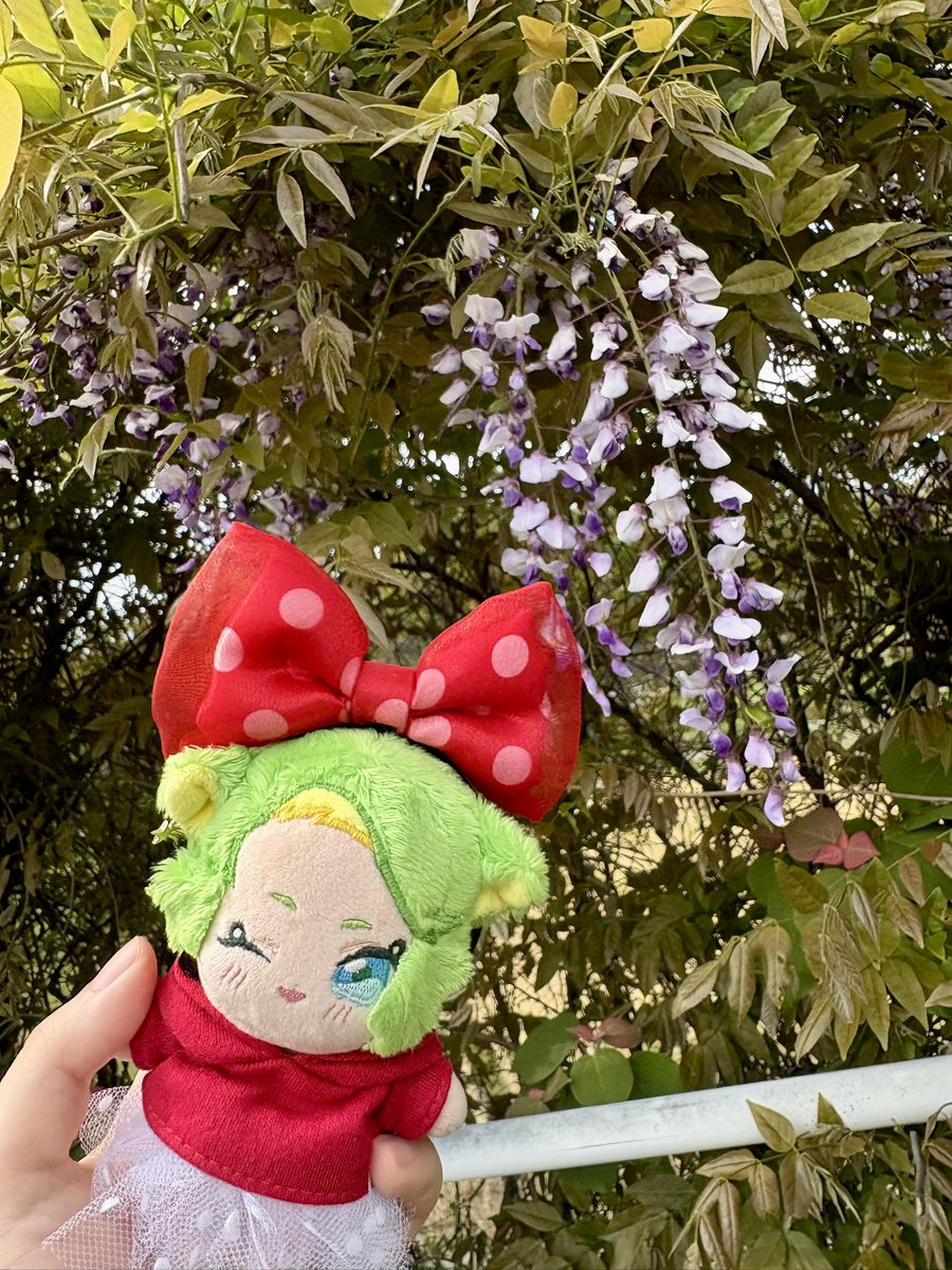 しらたま (@shiratamrmr) / Posts / X