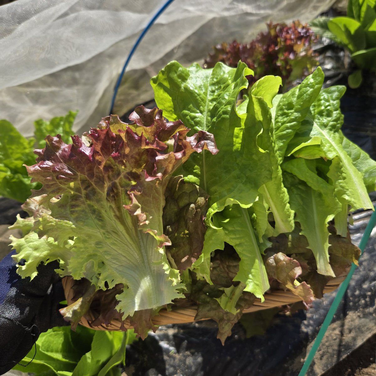 SaeCue's tweet image. #サニーレタス 
#サンチュ
の2種類を初収穫🥬

ロメインレタスはもうちょっとかな…
レタス畑っていつもキレイだね✨

#Lettuce #Sangchu #コメリ
